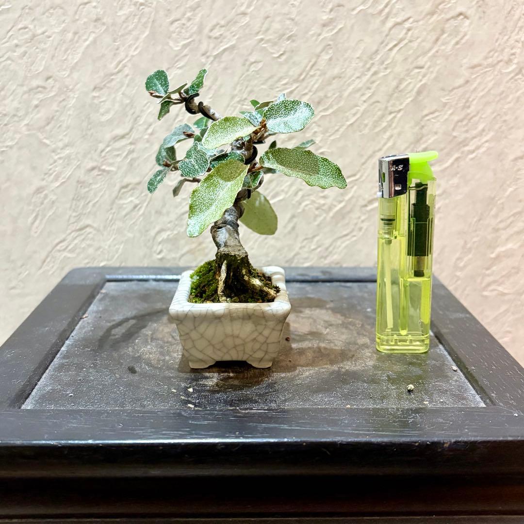 樹高7.5㎝　寒グミ　豆盆栽　ミニ盆栽　青香鉢　真柏　黒松　五葉松　梅　桜