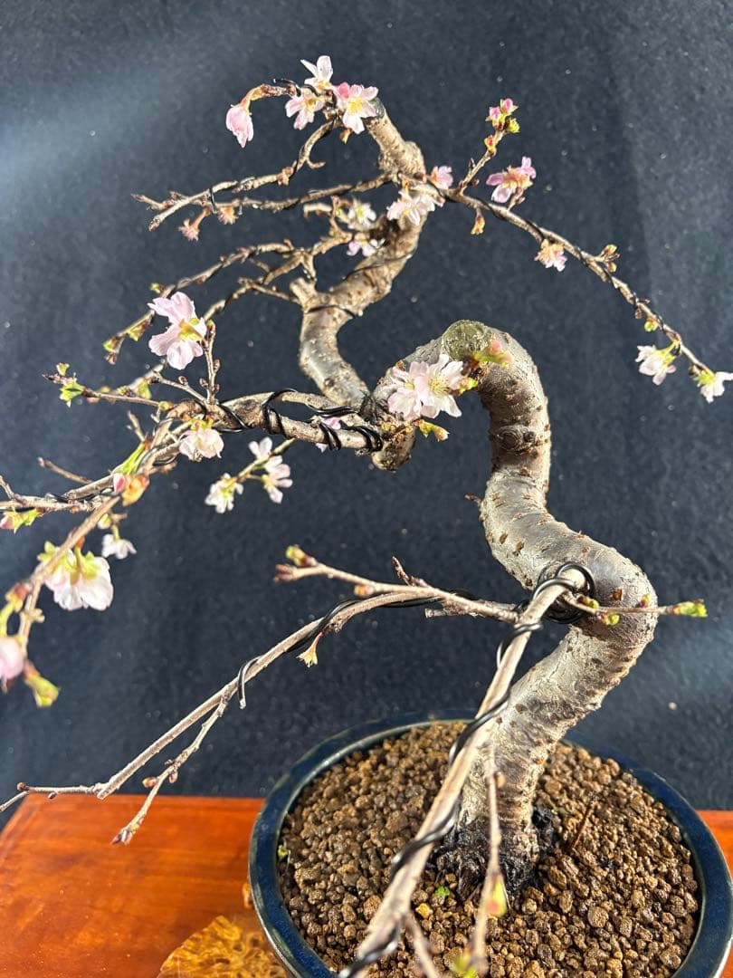 貴風盆栽、十月桜、斜幹模様木 やや傷や汚れあり
