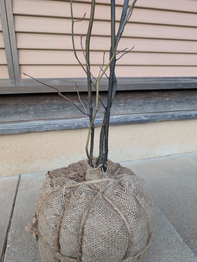 クロモジ　株立