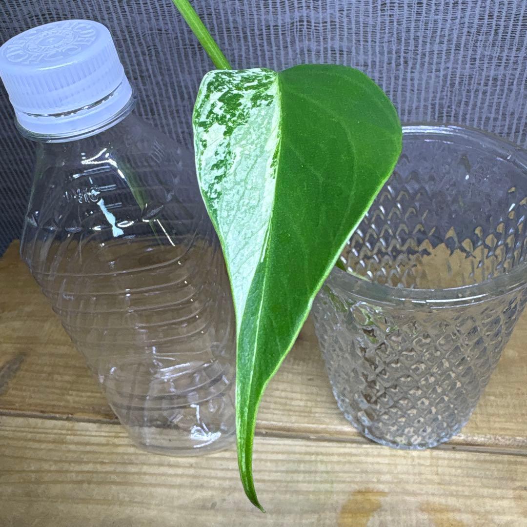 モンステラ　ボルシギアナ　セブブルーミント　トップカット苗