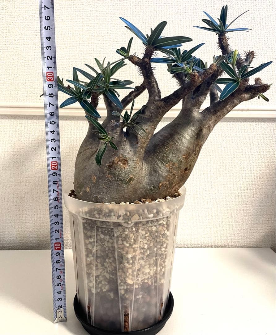 パキポディウムグラキリス　現地球　現地株　発根済み　発根確認済み　多枝　花付き