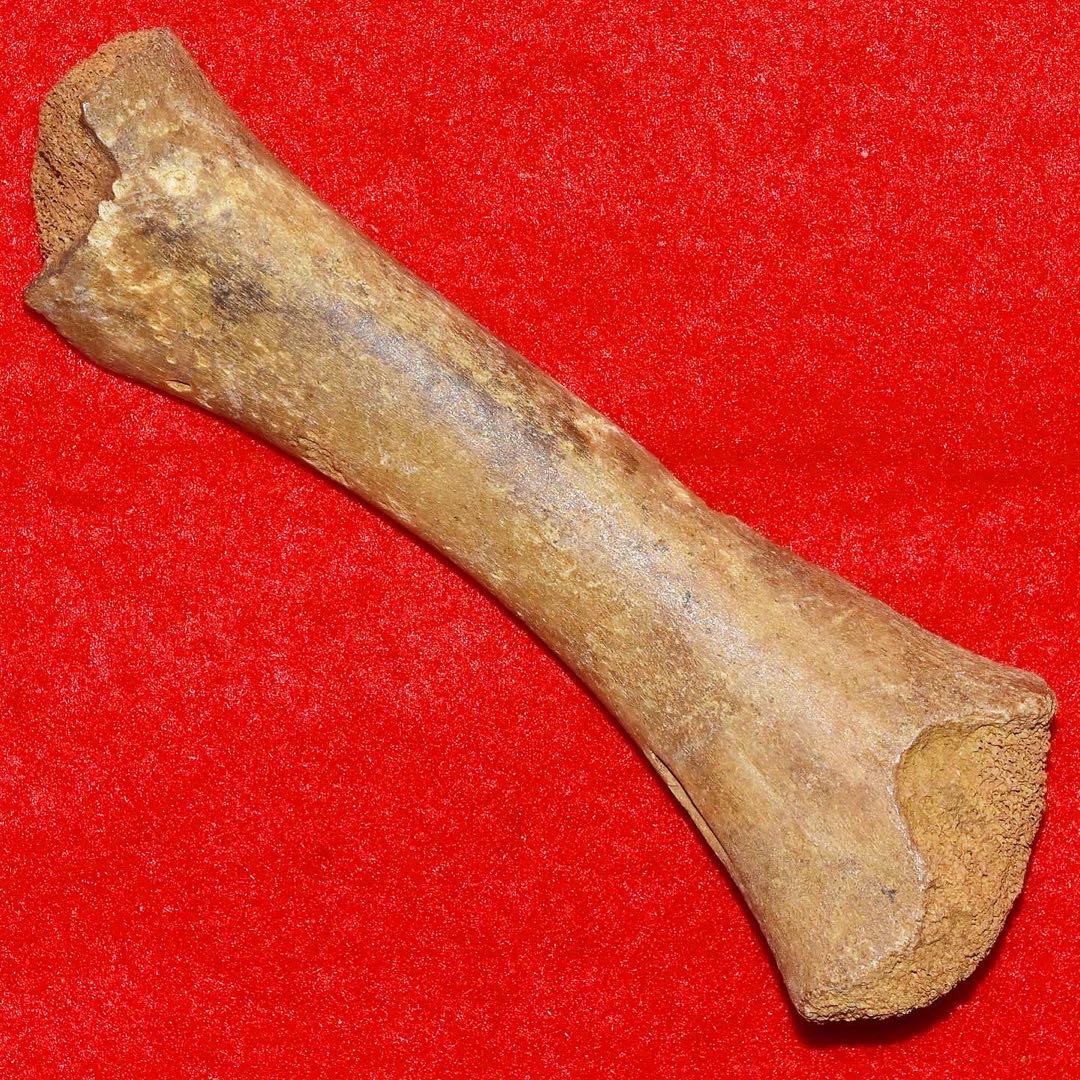 ルーマニア産 ホラアナグマの指骨化石