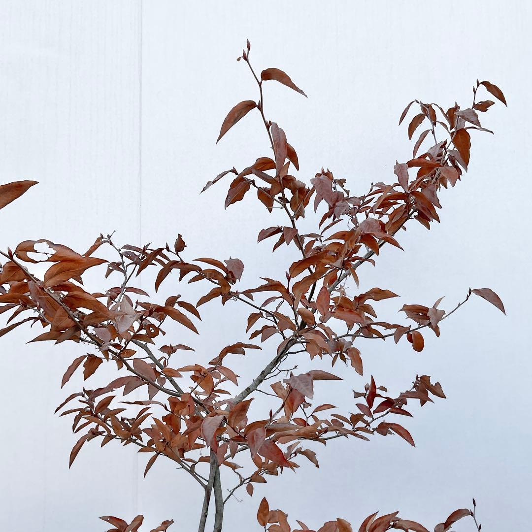 ヤマコウバシ/ 965