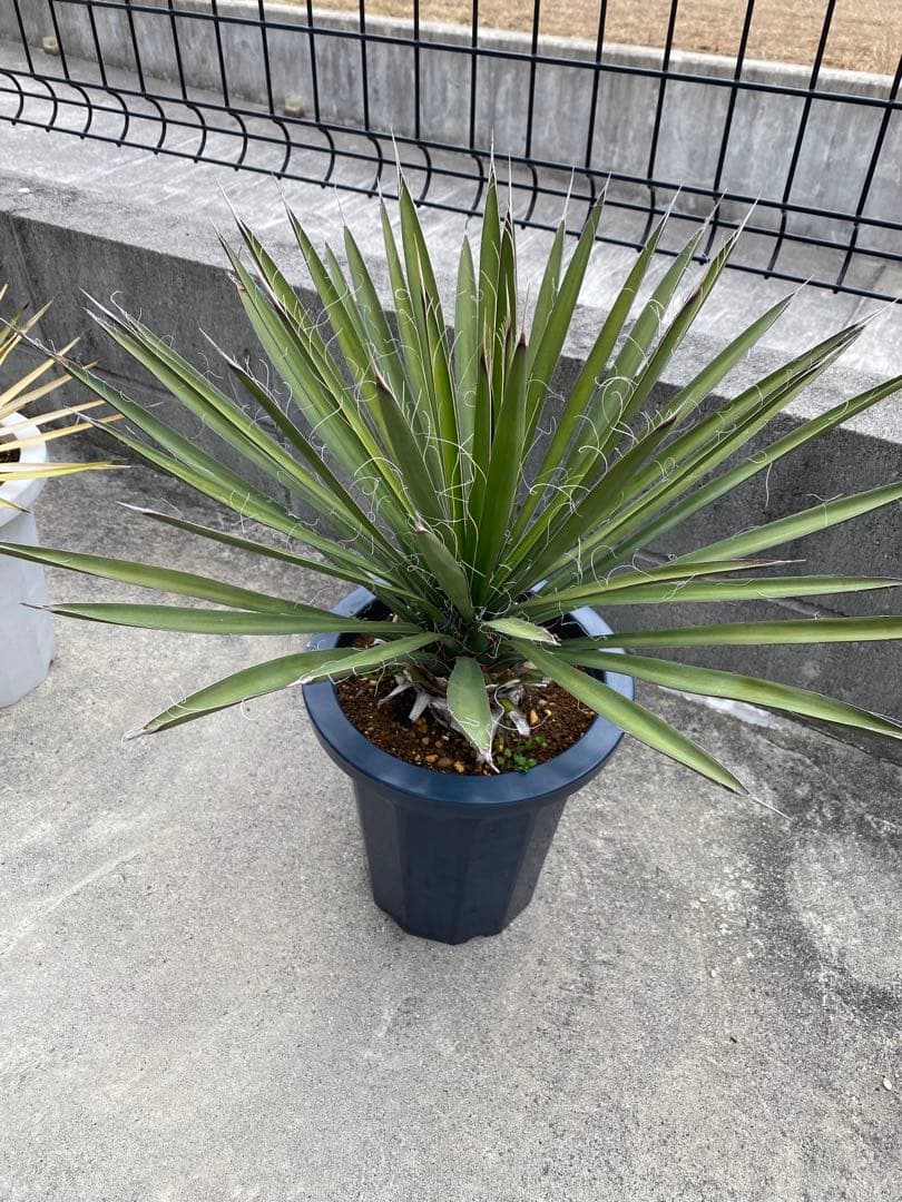 ユッカ　フィリフェラ　ロストラータ　アガベ　塊根　ドライガーデン　ロックガーデン