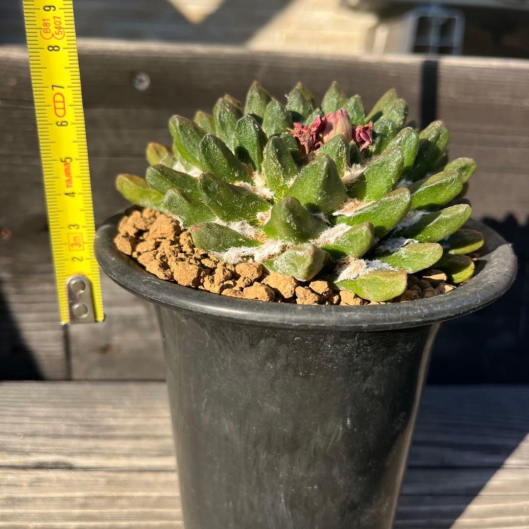 専用《hugoc様》花籠①・竜角牡丹セット