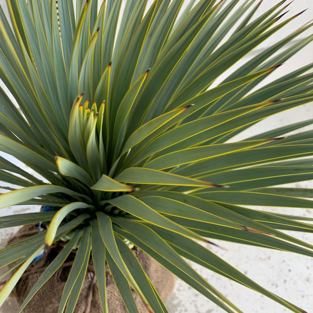 ユッカ　ロストラータ　【耐寒性/ドライガーデン/ロックガーデン 】29