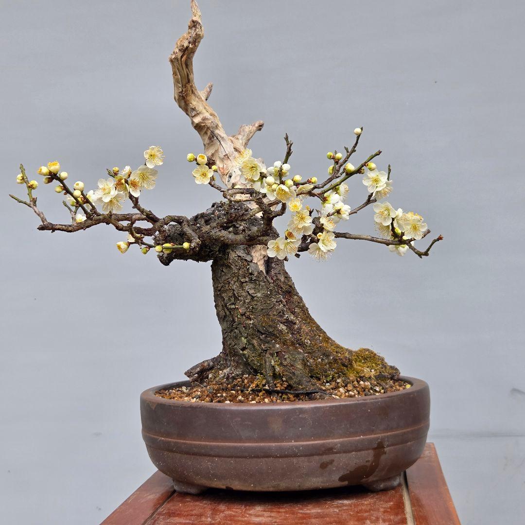 野梅　(青軸)[斜幹木]　梅　中品盆栽
