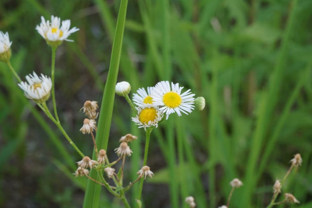 【美品】SONY　a6000　16-50 キットレンズ　セット