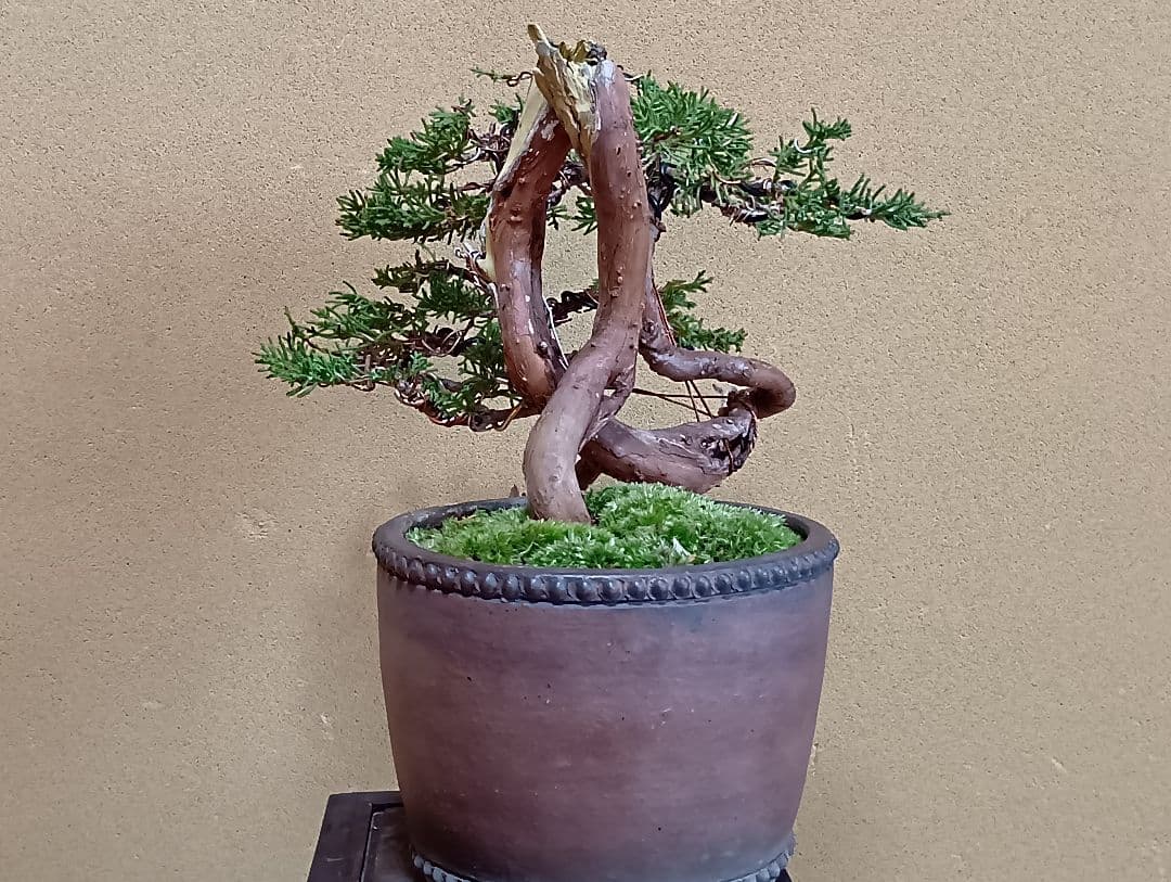 糸魚川真柏‼️値下げ‼️