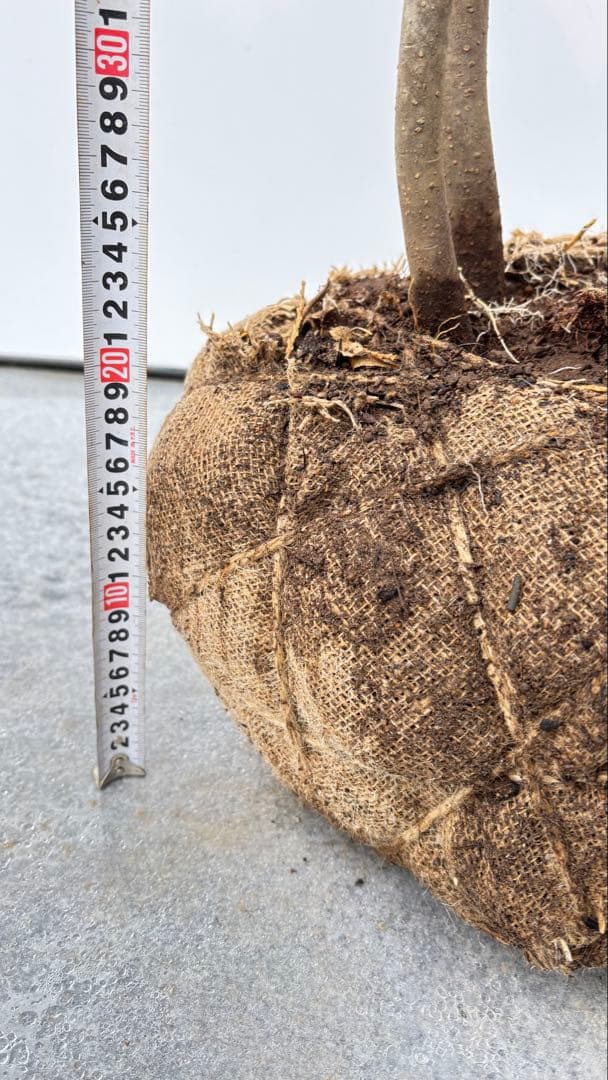 美しい樹形が魅力的 山採り ハイノキ 株立 702 樹高1.7m位 高級樹