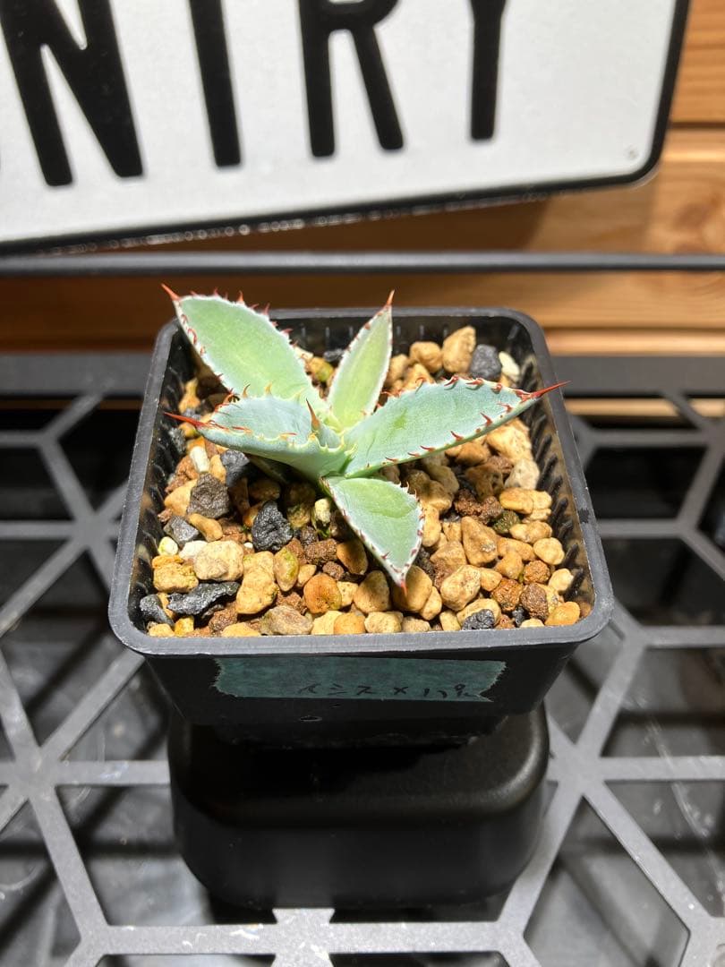 ハイブリッド　アガベ　特白肌イシス✖️パルメリー