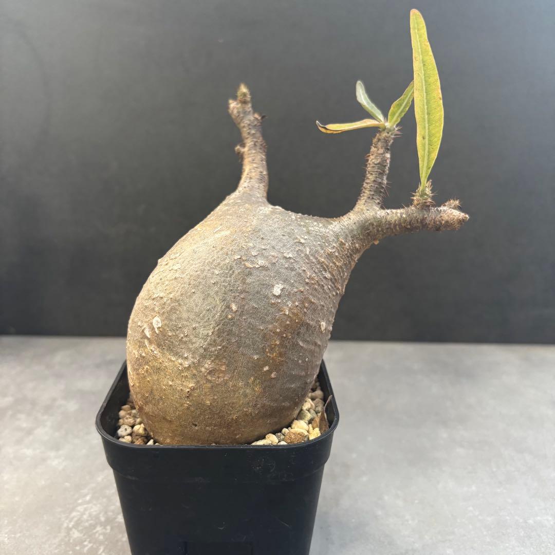 アミバタ発根済 パキポディウム グラキリス 現地球 コーデックスNO2