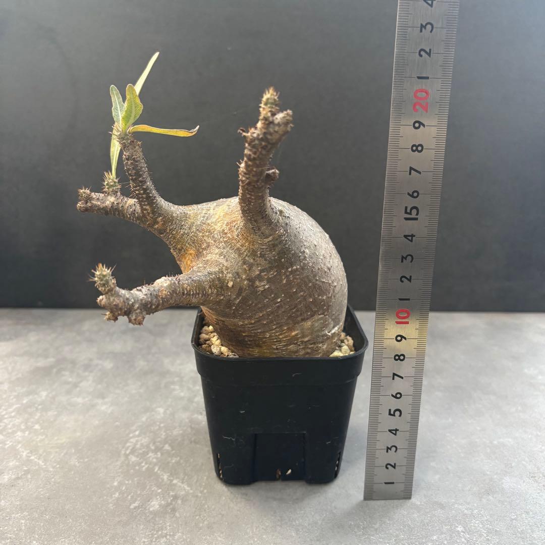 アミバタ発根済 パキポディウム グラキリス 現地球 コーデックスNO2