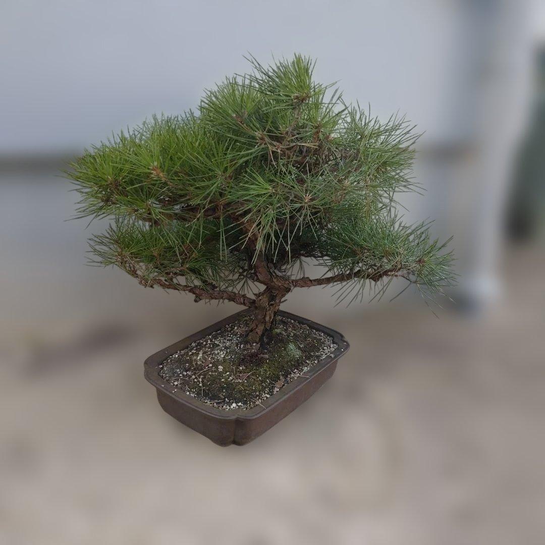 松　盆栽　2
