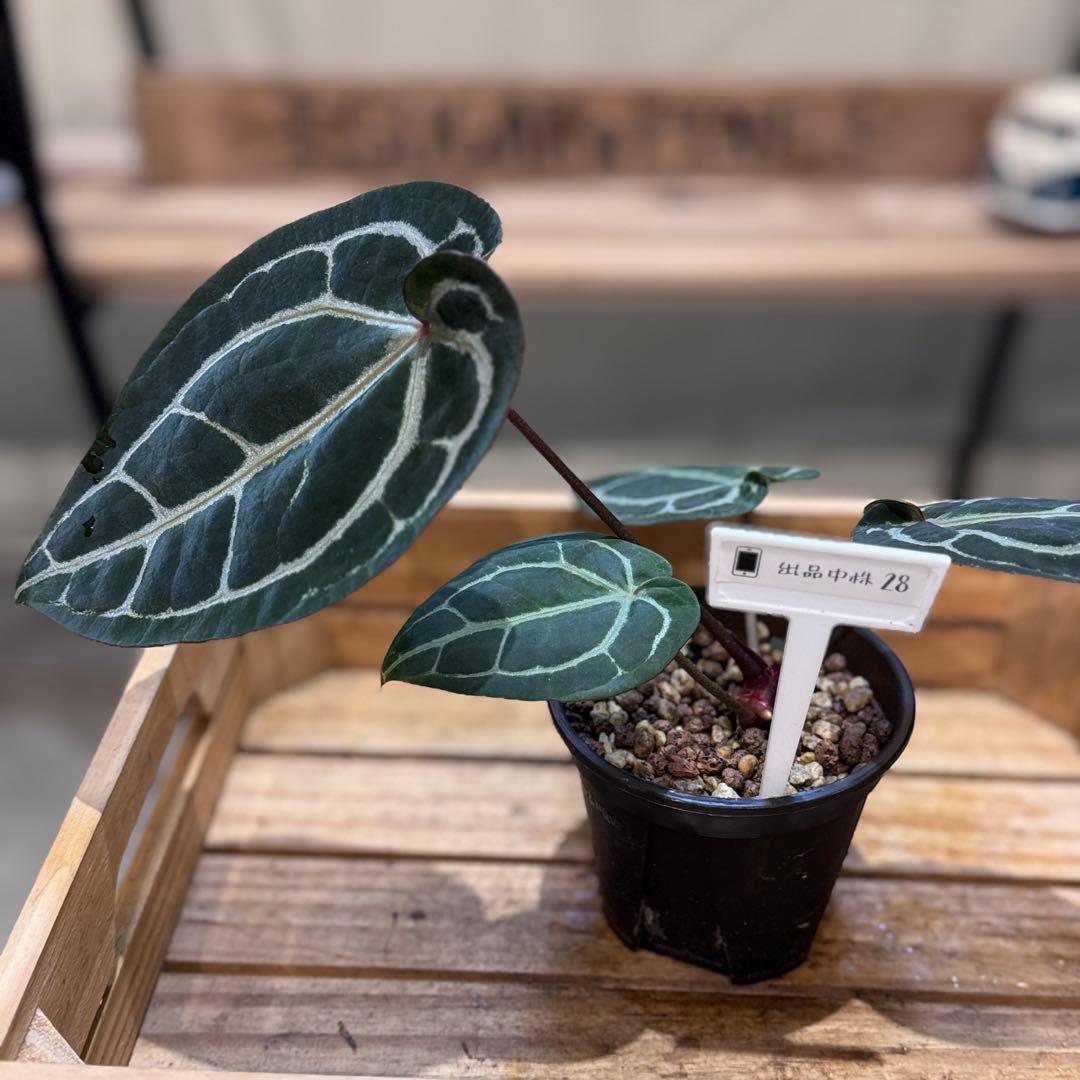 g*o様 28 アンスリウム　‘ミシェル’ F2 レッドクリスタリナム