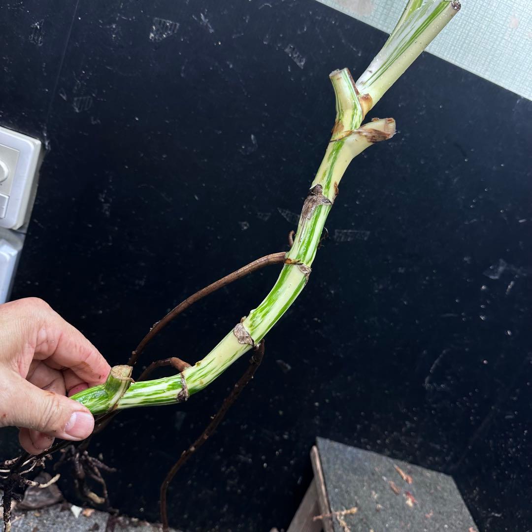 ニ*】様 斑入りモンステラホワイトタイガー大茎7株おまとめ