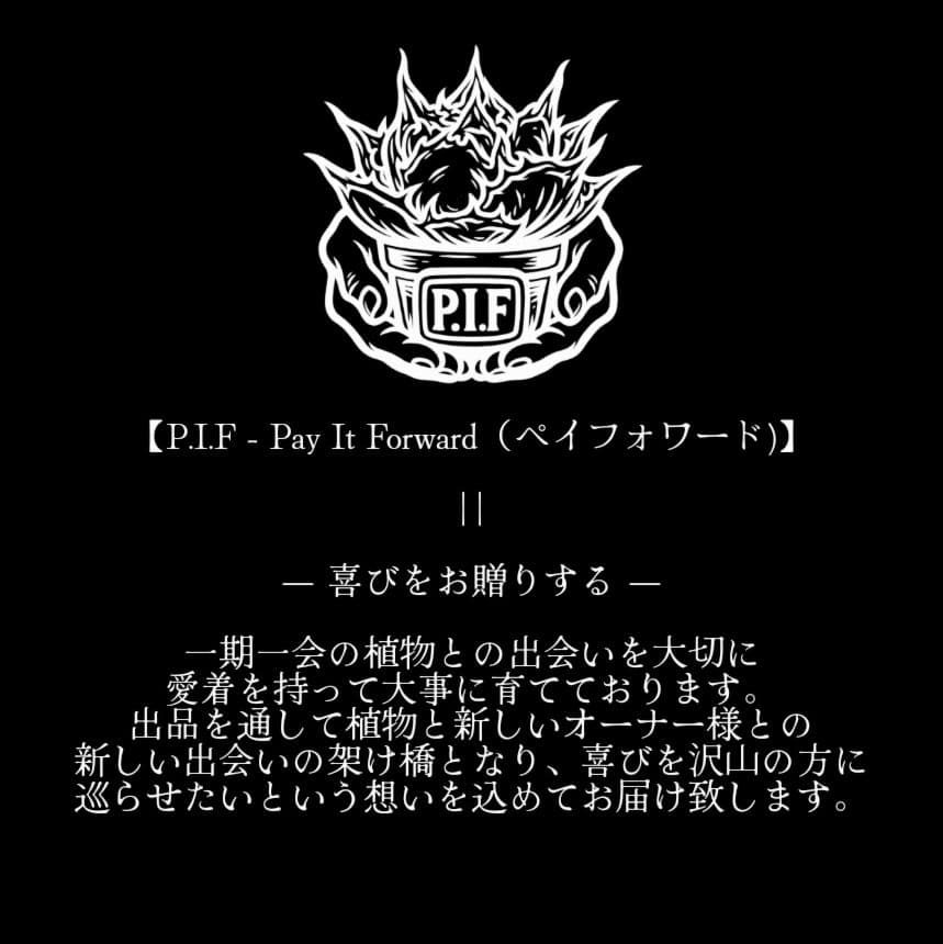 【毒刺産】\"キングアーサー／亞瑟王\" 　mr.kusamuraプランツタグ付