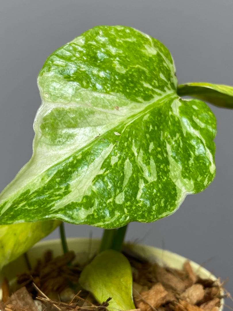 ご*ん様 ④【超希少‼️】モンステラ　エレクトロライト　斑入り　レア　人気　メル