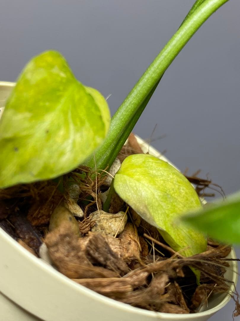 ご*ん様 ④【超希少‼️】モンステラ　エレクトロライト　斑入り　レア　人気　メル