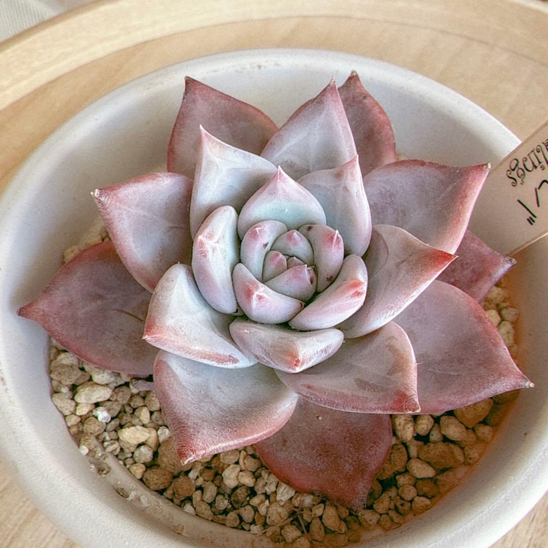 ピーチメルバ 実生 beehouseさん