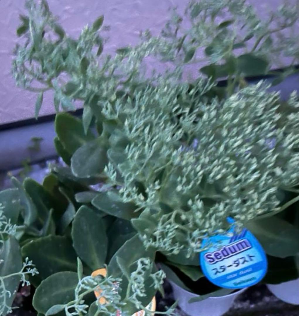 オオベンケイソウ（大弁慶草） 2鉢 もうすぐ開花 沢山の蕾付き 宅急便匿名発送