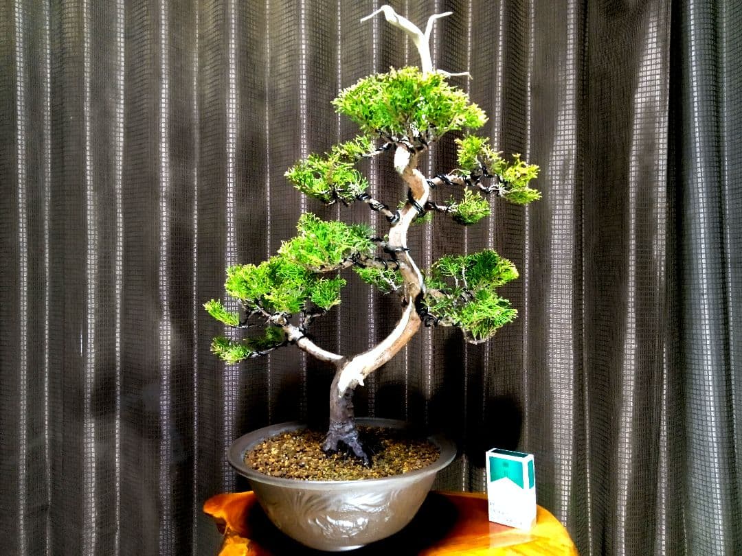 【樹高40㎝ 黄金真柏盆栽】　　★新春限定価格2026-2末★