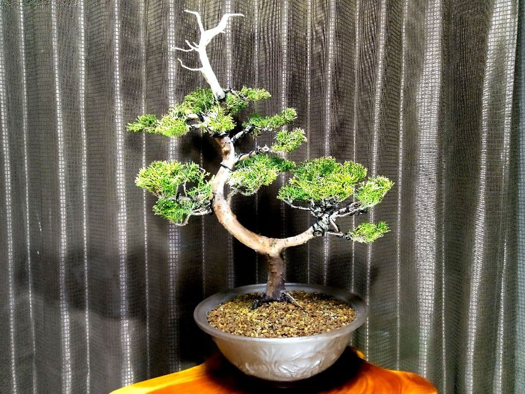 【樹高40㎝ 黄金真柏盆栽】　　★新春限定価格2026-2末★