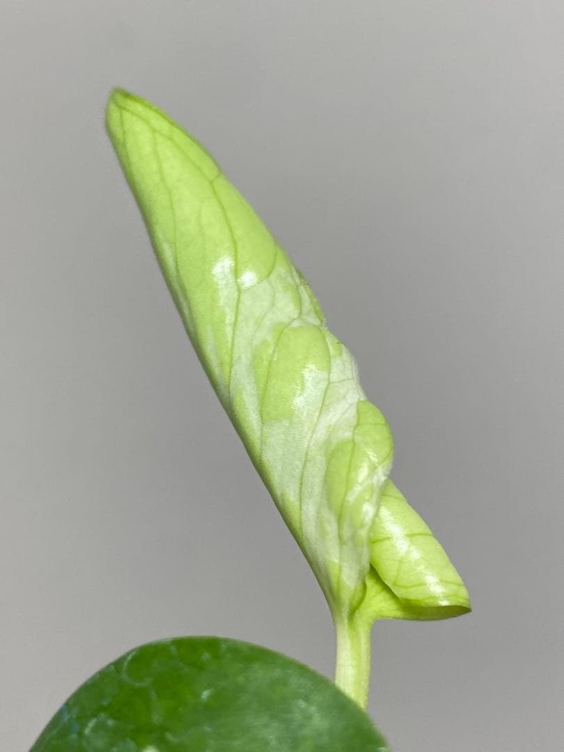 a【将来有望株‼️】モンステラ　デリシオーサ　バルバソー　フシギダネ/ベトシオーサ