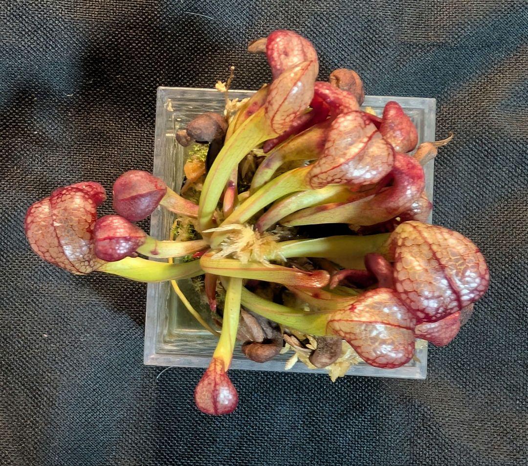 狩*登様 食虫植物 ダーリングトニア・カリフォルニカ 【速達】
