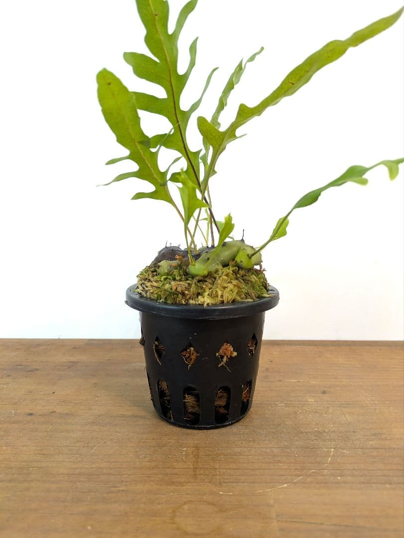 レカノプテリス カルノーサ ミナハサ マナド ノース スラウェシ アリ植物
