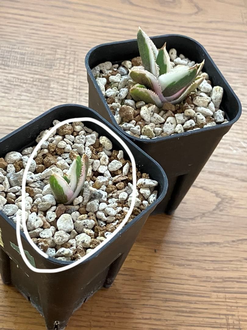 【初売り】34 安定株　速達　アガベ　チタノタ　豆豆龍錦　覆輪斑　TC