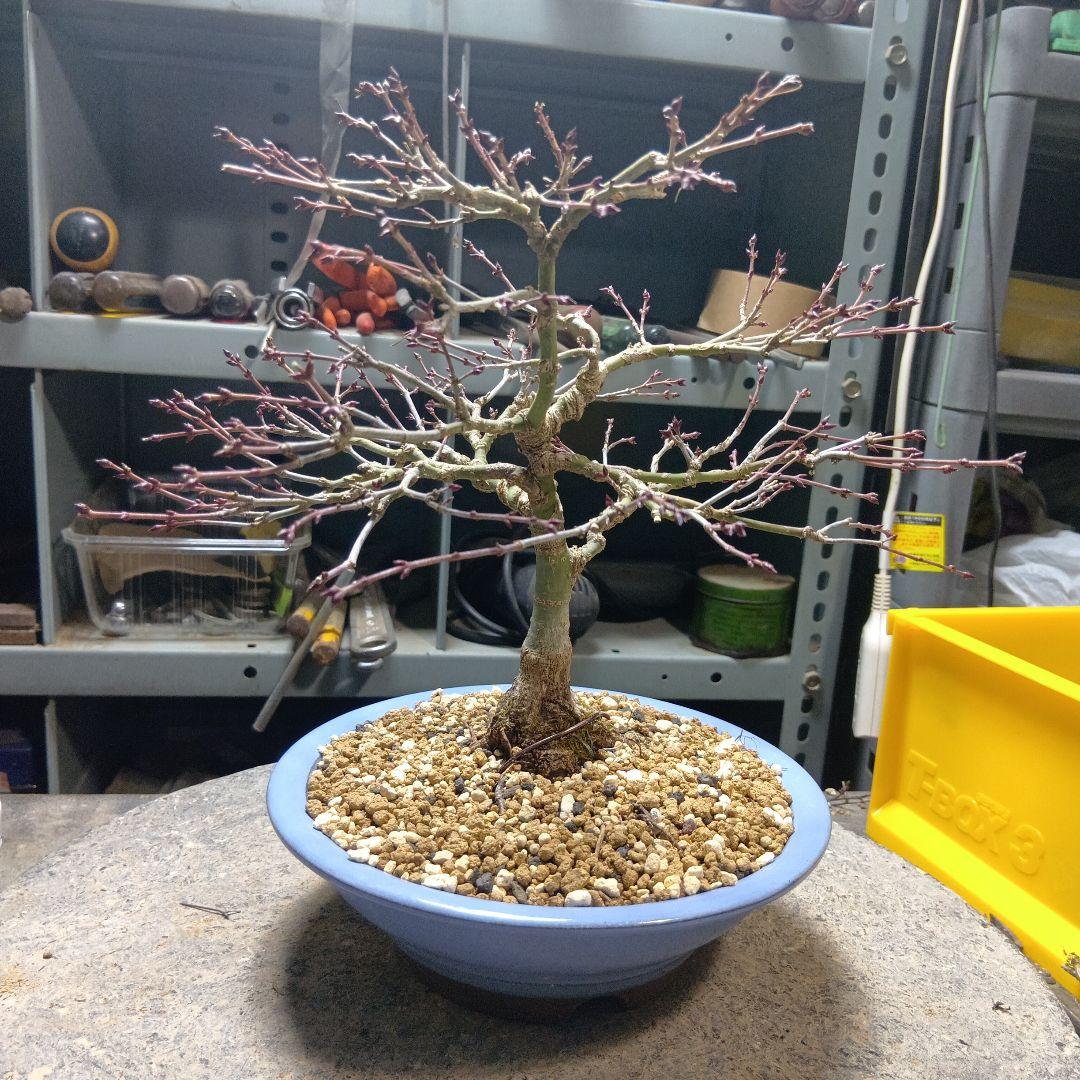 キョヒメモミジ（年数持ち込み古い）