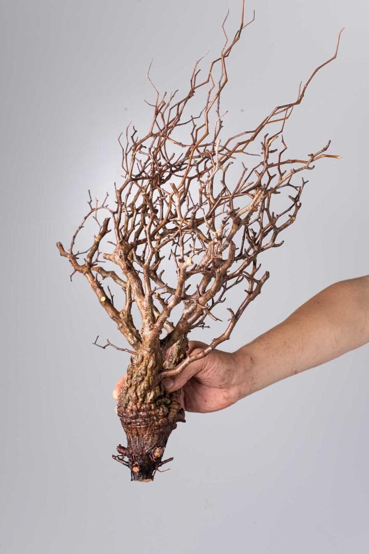 ★本日13時〆 LP89 オペルクリカリア パキプス コーデックス ベアルート株