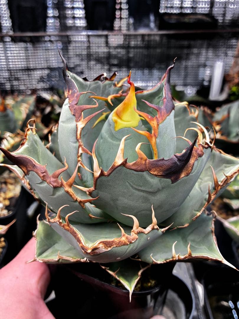 AGAVE OTEROI 実生株（青葉系）