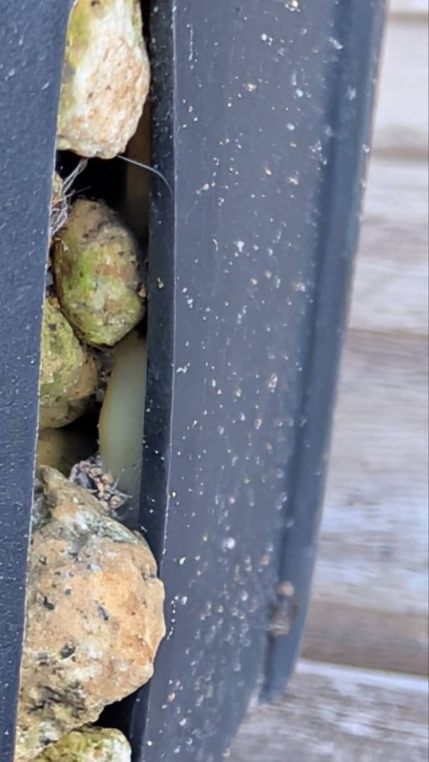 ハイブリッドユッカ マルデヌベス ロストラータ