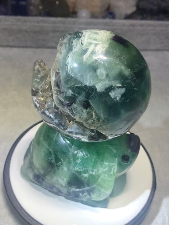 フローライト 笑口 亀