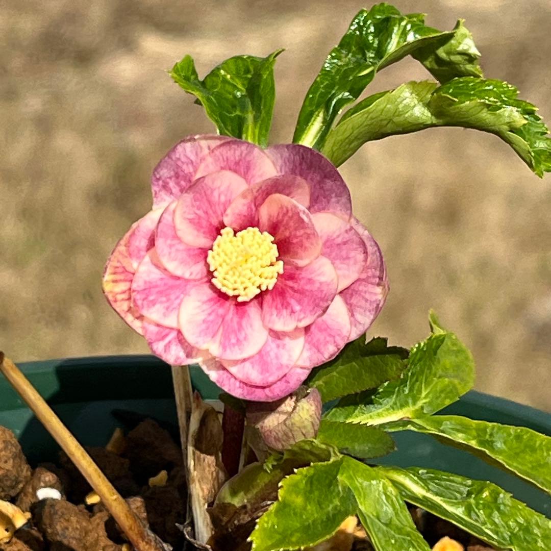 ば*な様 3041⭐️超希少⭐️ 【親株】【ノスタルジア】クリスマスローズ