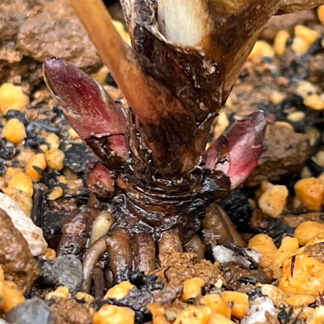 ば*な様 3041⭐️超希少⭐️ 【親株】【ノスタルジア】クリスマスローズ