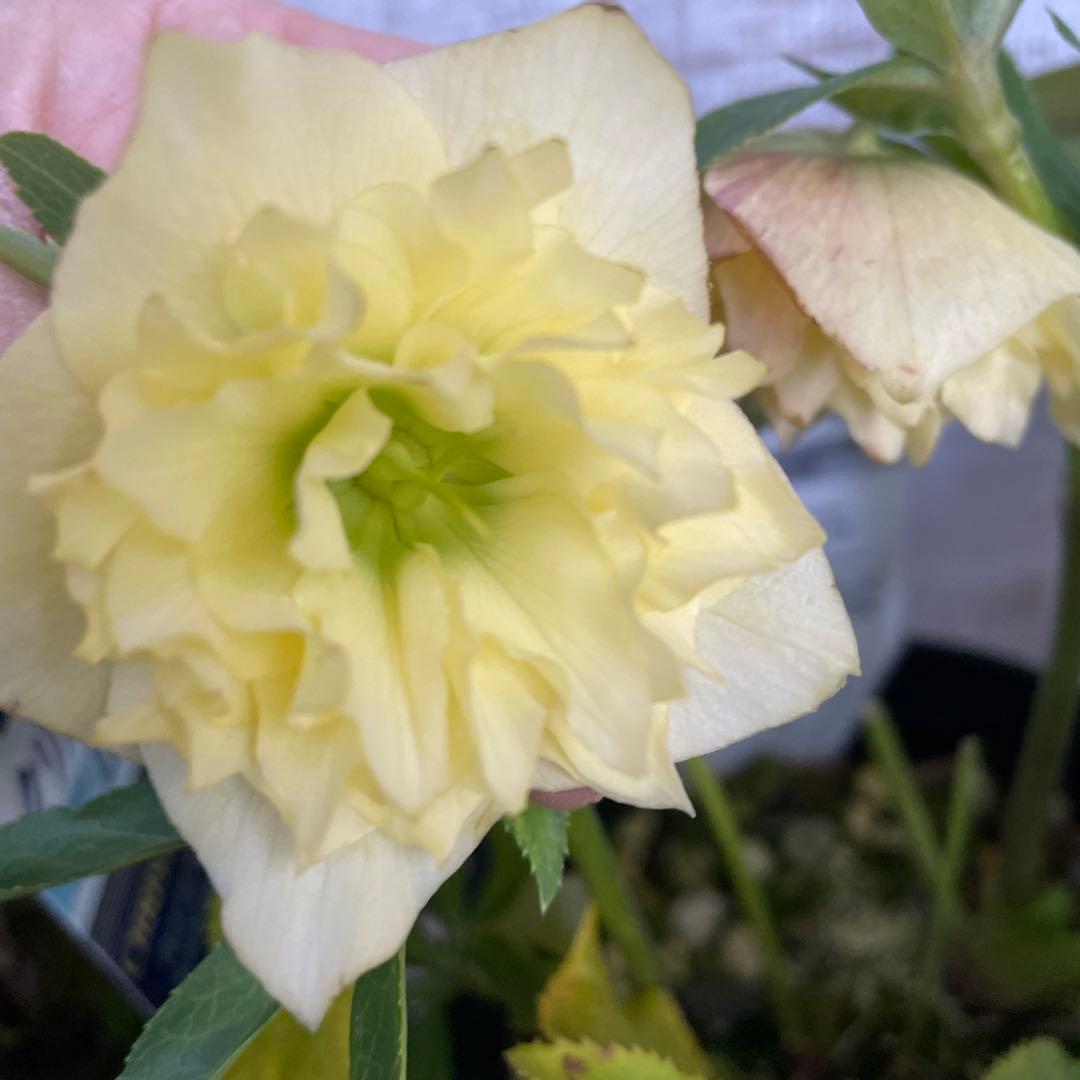 大特価！6鉢価格！クリスマスローズ　苗　苗木　宿根草　6号鉢　八重咲き　花付き