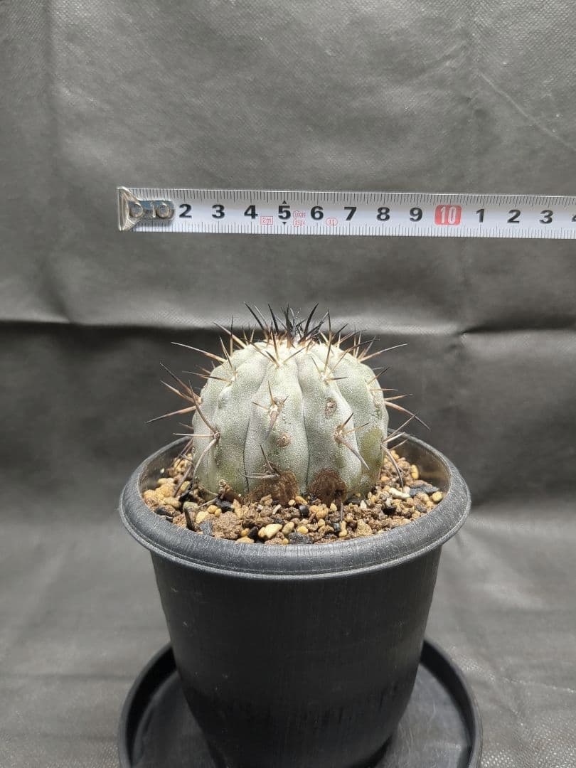 現地球　輸入株　カキコ　Copiapoa　コピアポア シネレア　黒王丸