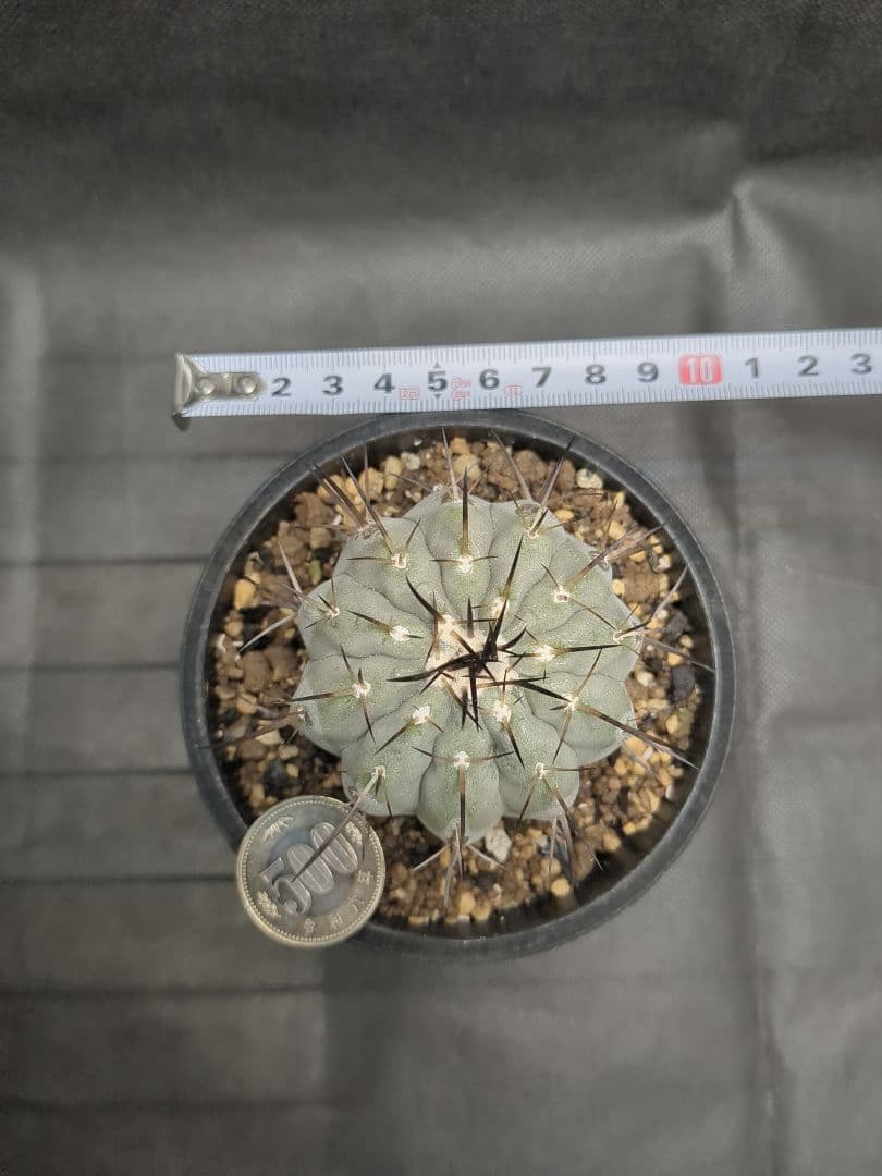 現地球　輸入株　カキコ　Copiapoa　コピアポア シネレア　黒王丸