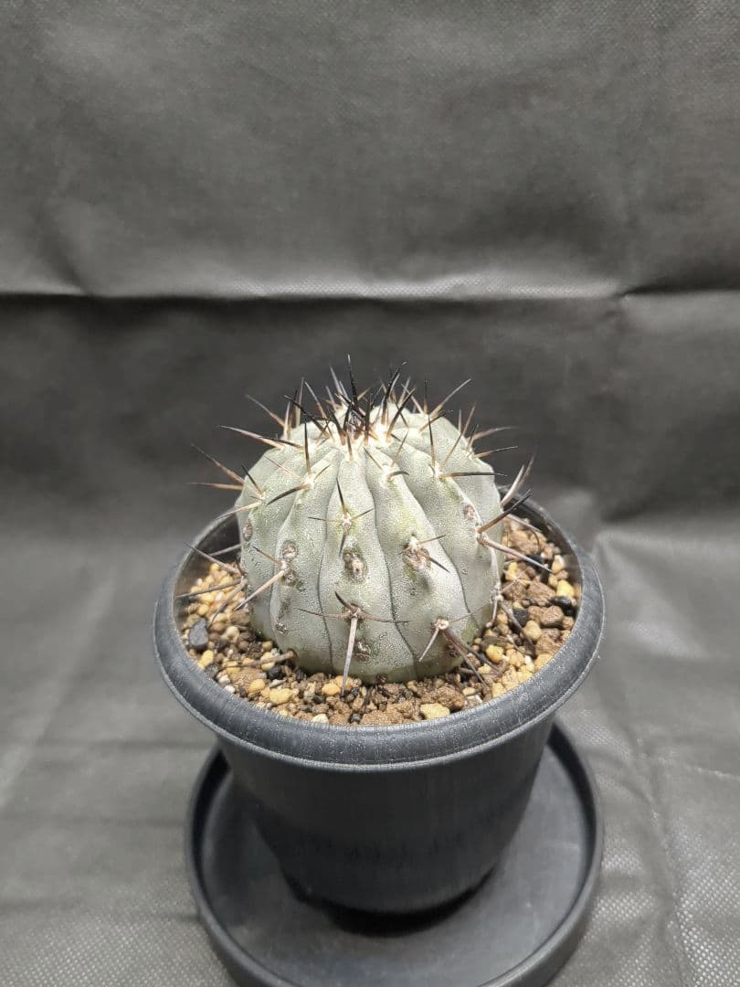 現地球　輸入株　カキコ　Copiapoa　コピアポア シネレア　黒王丸