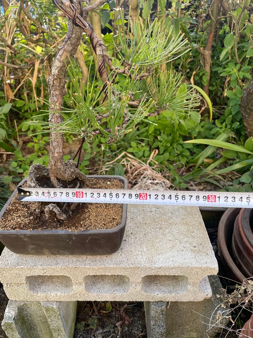 山採り黒松盆栽