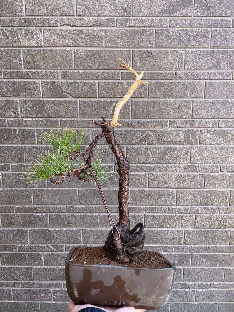 山採り黒松盆栽