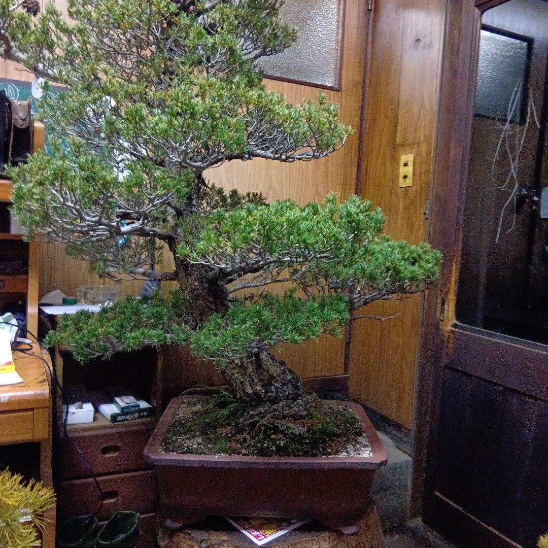 瑞祥か九重松（幹根元直径約15センチ）盆栽持ち込み古い