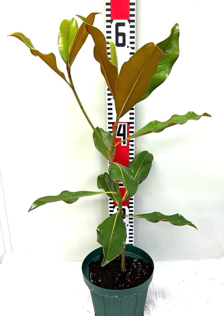 33.ケイパレス マグノリア 泰山木 タイサンボク 苗 苗木 小型品種