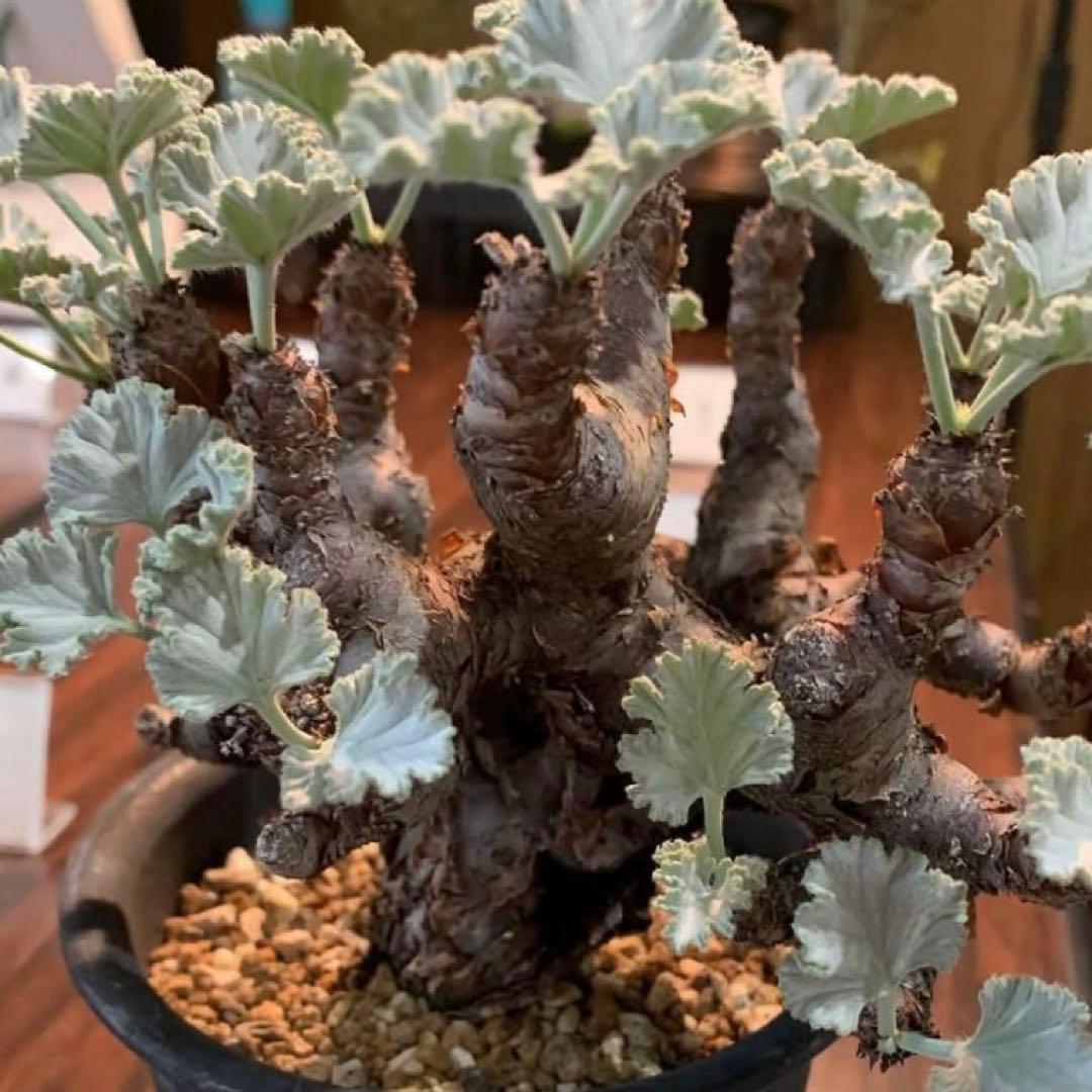 超レアラスト！写真4枚目必見！　ペラルゴニウム　クラシカウレ　多肉植物　塊根植物