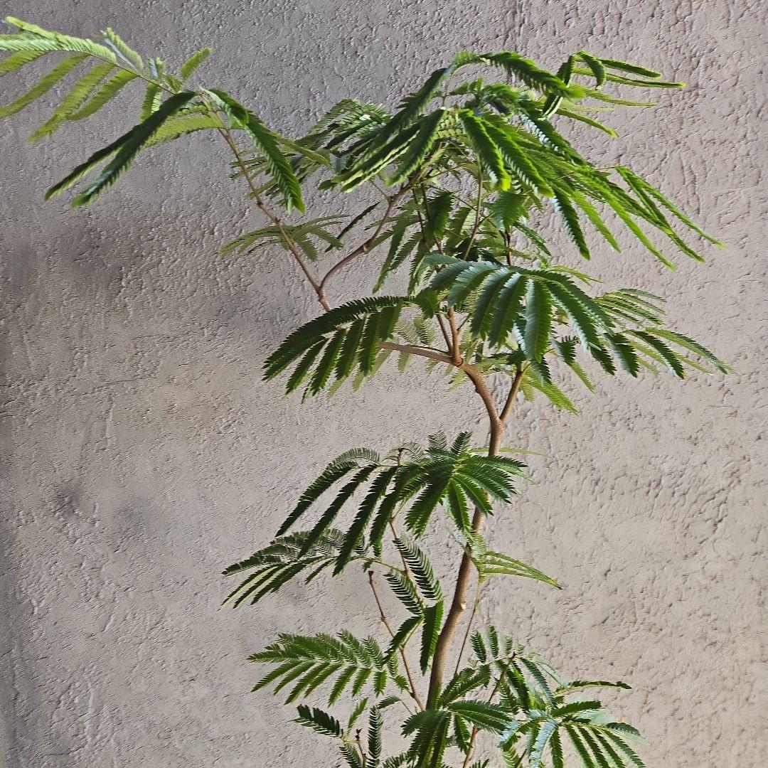 ⑳　エバーフレッシュ曲がり仕立て　10号特大苗木最高等級極上品‼️