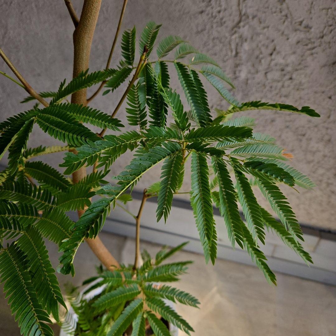 ⑳　エバーフレッシュ曲がり仕立て　10号特大苗木最高等級極上品‼️