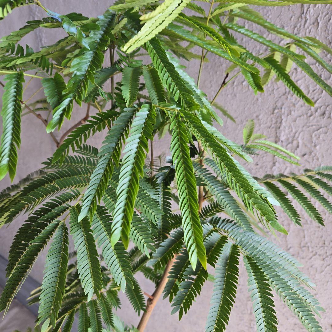 ⑳　エバーフレッシュ曲がり仕立て　10号特大苗木最高等級極上品‼️